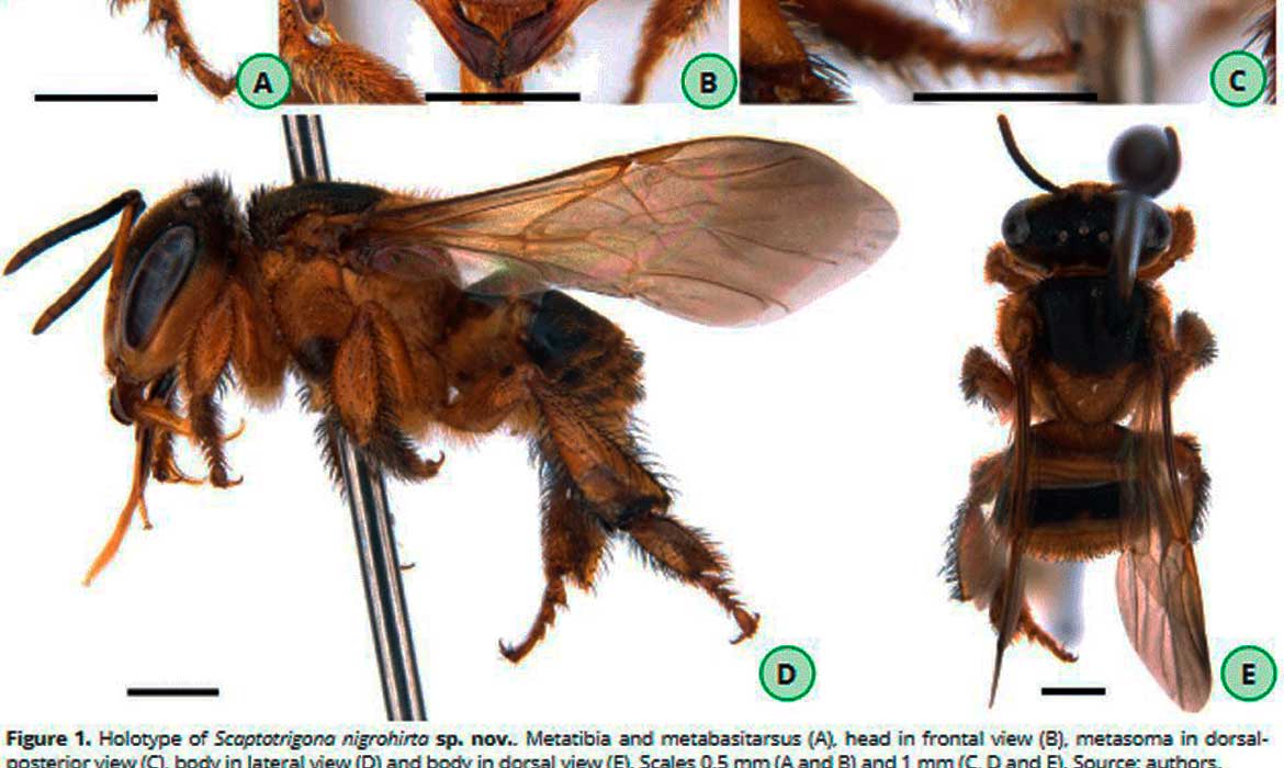 Abelhas sem ferrão.